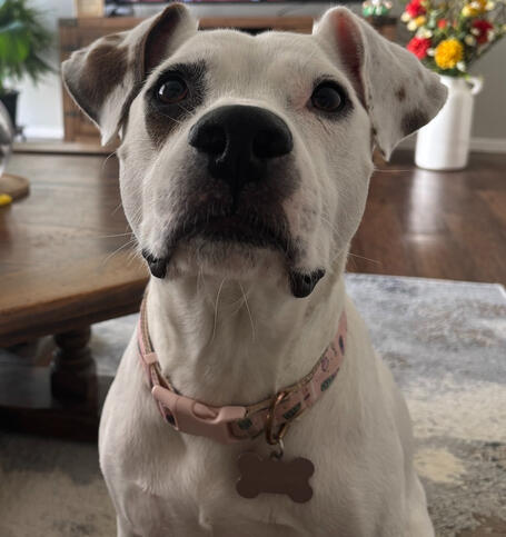 Achilles (Pit Mix)