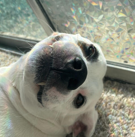 Achilles (Pit Mix)