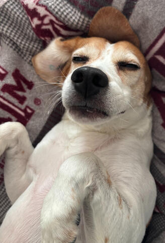 Vincent (Beagle)