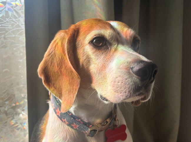 Vincent (Beagle)